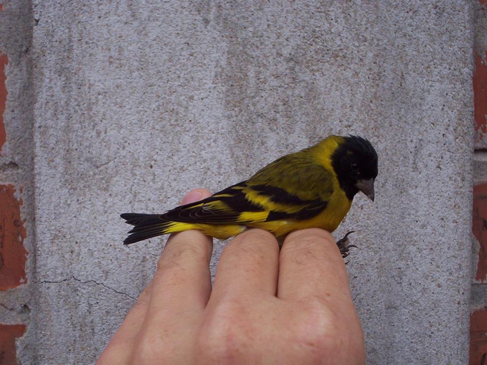 FIGURE 3 FIGURE 3